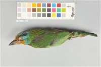 藏品(五色鳥)的圖片